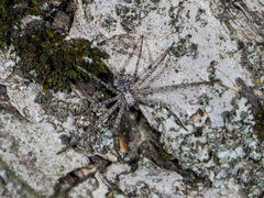 Rhysodromus pictus