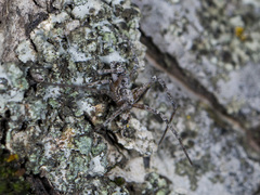 Rhysodromus pictus