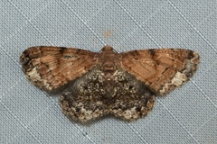Abaciscus tristis