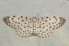 Antipercnia belluaria