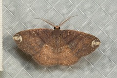 Astygisa albopunctata