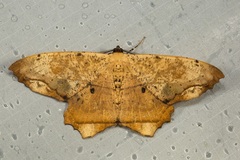 Chorodna pallidularia