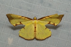 Corymica pryeri