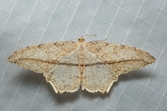 Eutoea heteroneurata