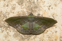 Fascellina meligerys