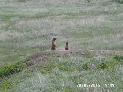 Marmota bobak