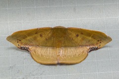 Fascellina clausaria