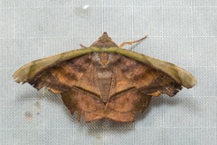 Fascellina viridicosta