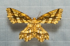 Fritillerinnys clathraria