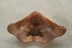 Garaeus conspicienda
