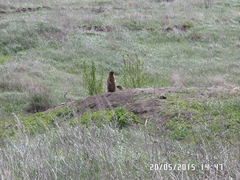 Marmota bobak