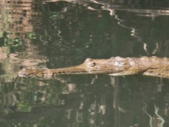 Crocodylus johnstoni