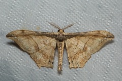 Hyposidra infixaria