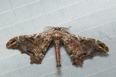 Hyposidra violescens