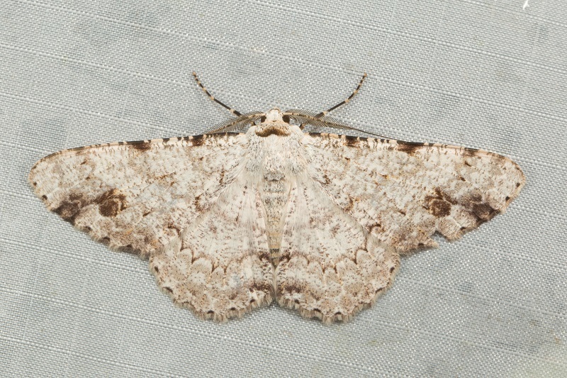 Lassaba