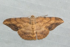 Luxiaria amasa