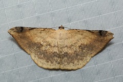 Luxiaria phyllosaria