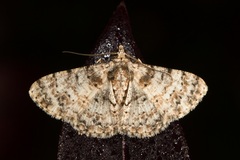 Myrioblephara