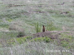 Marmota bobak