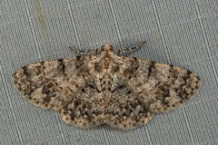 Myrioblephara