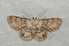 Myrioblephara pallibasis