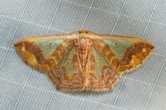 Peratophyga xanthyala