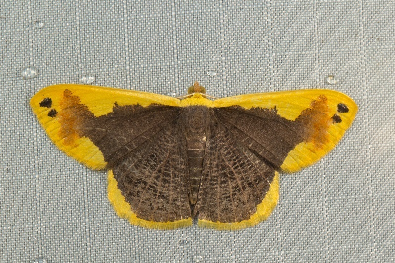 Plutodes moultoni