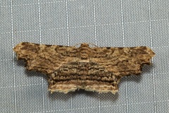 Zanclomenophra subusta