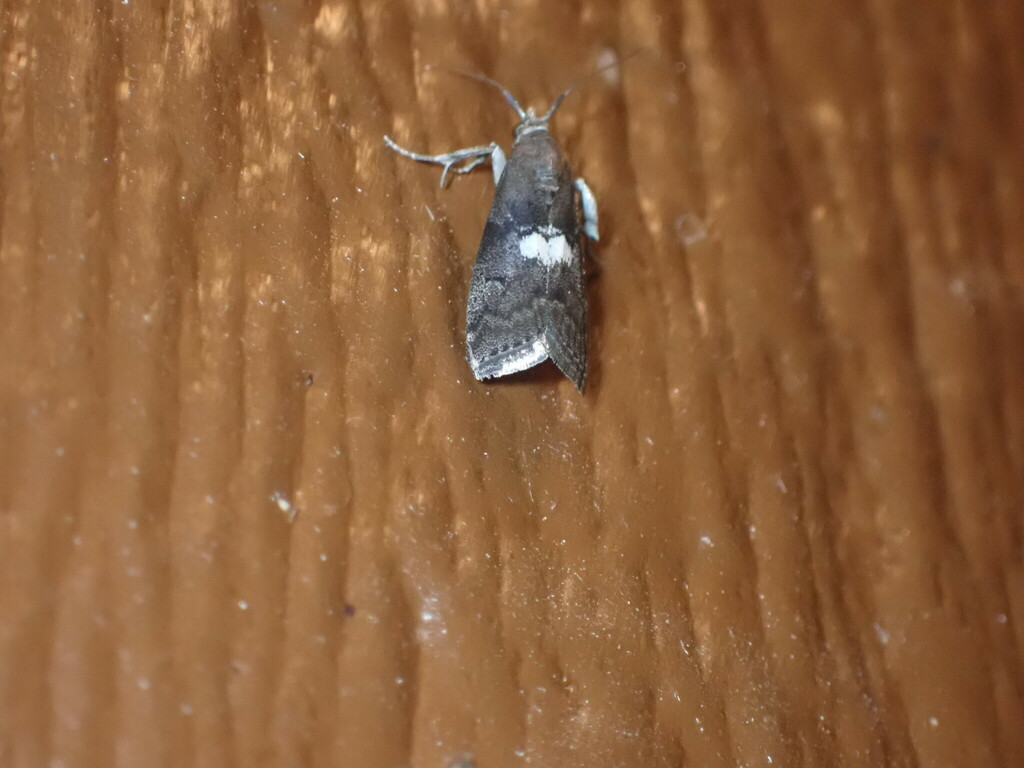 Engel's Salebriaria Moth