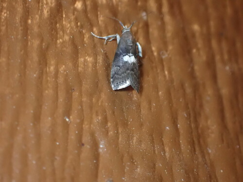 Engel's Salebriaria Moth