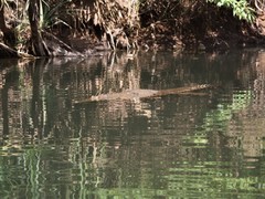 Crocodylus johnstoni