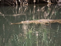 Crocodylus johnstoni