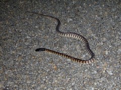 Aspidites melanocephalus