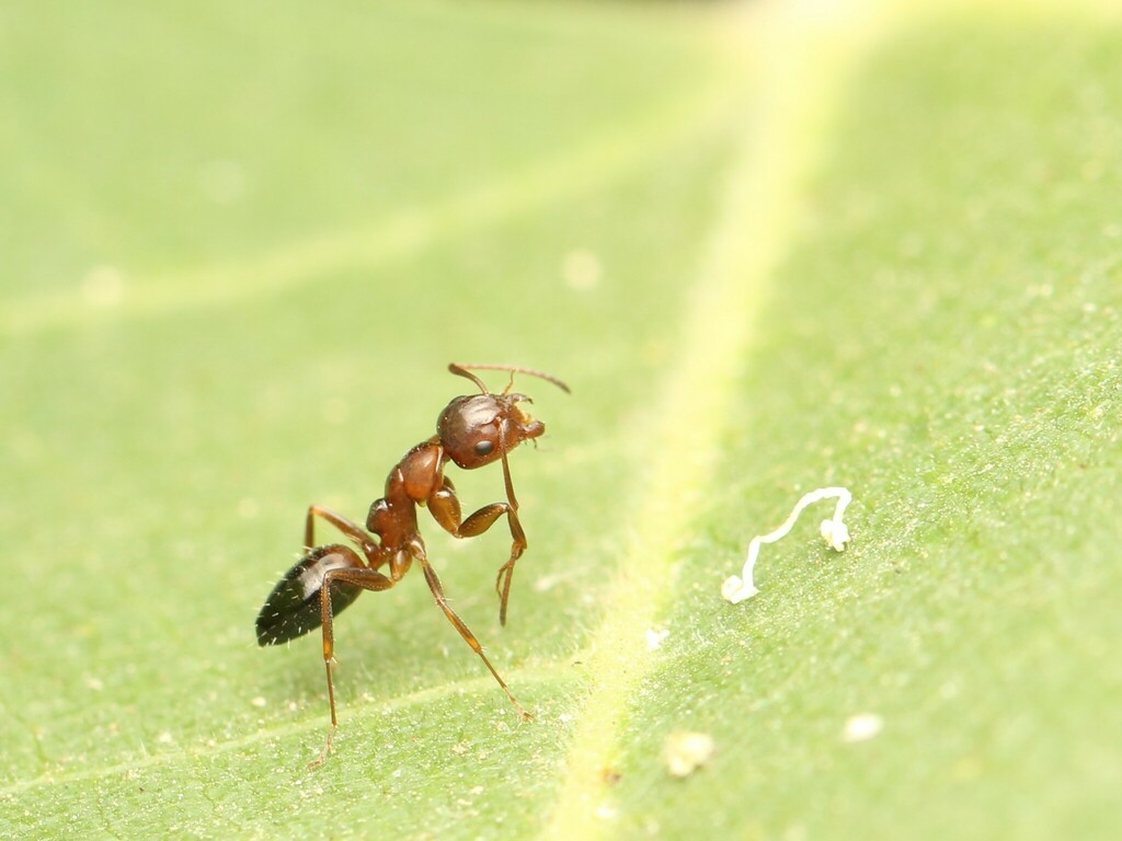 Camponotine Ants from עין תינה on May 19, 2023 at 04:43 PM by Chaym ...