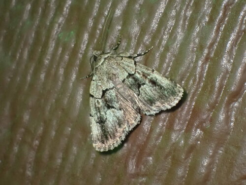 Netted Sallow photo 5