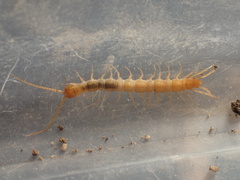 Abatobius