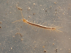 Abatobius