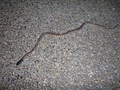 Aspidites melanocephalus