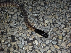 Aspidites melanocephalus