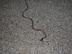 Aspidites melanocephalus