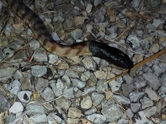 Aspidites melanocephalus