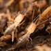 Asymmetrical Snapping Termites and Allies - Photo no rights reserved, uploaded by Philipp Hoenle