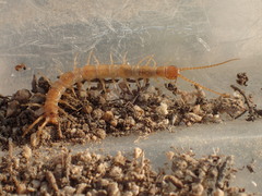 Abatobius