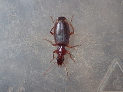 Calleida platynoides