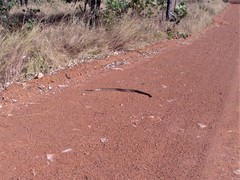 Aspidites melanocephalus