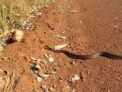 Aspidites melanocephalus