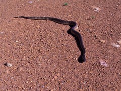 Aspidites melanocephalus