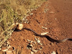 Aspidites melanocephalus