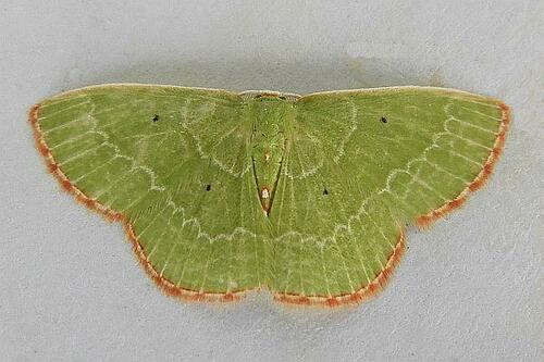Florida Emerald photo 3