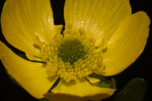 Image of Ranunculus eschscholtzii by (c) Brian Finzel, some rights reserved (CC BY-SA)